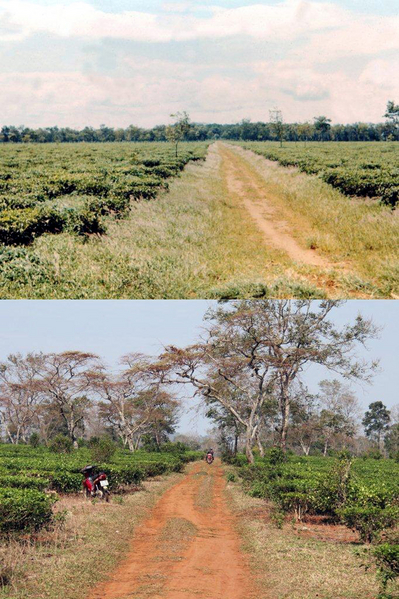Then and Now
This is the tea plantation --it's still there, too--south of Pleiku along Hwy 19.  About the only change is the trees have grown.
