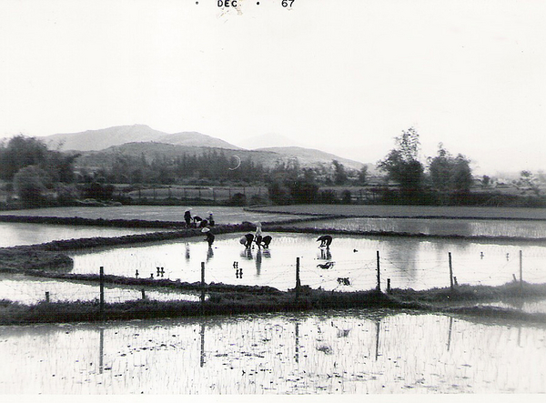 December, 1967
Vietnamese farmers working the rice paddies.
