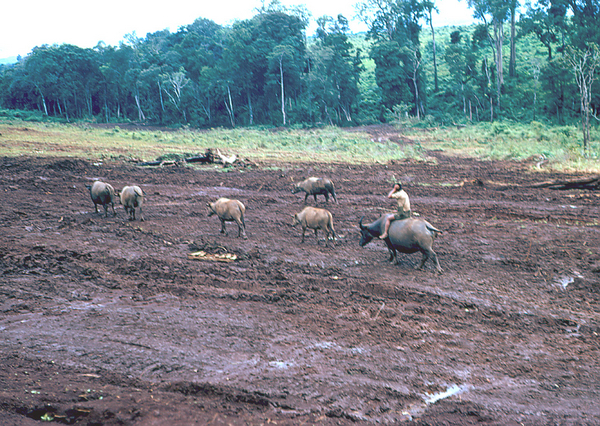 The Montagnards
Riding on a water buffalo
