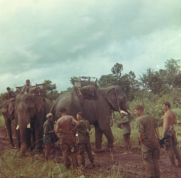 Wanting to join a convoy?
Troops check out a "convoy" of elephants.
