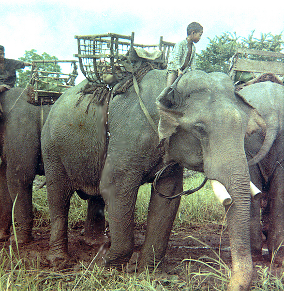 It's Monday
This elephant seems to be resigned to going to work as a pack animal.  We were somewhere around Ban-Me-Thuot when those elephants came walking into our "field of fire".  The Infantry stopped them and checked them out. When they were allowed to go , someone came up with the idea
to pop a couple of pro-jos over their heads. When the rounds were fired, instead of running away the elephants turned and ran straight at us. They didn't get too close before the men that were riding them got them under control.
Anybody remember the elephants?
