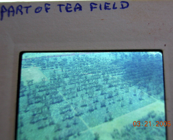 Tea Plantation
Part of Tea Field
