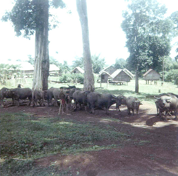 Typical Village
Village with water buffalo, VC, and snipers.
