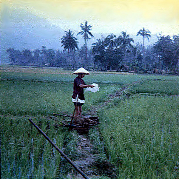 Papa San at work
We were on a mission to watch this village on the other side of the rice paddy.  After two days of sitting in the rain, we got the order on the third day to go across and check it out.  It was supposed to be harboring VC.  This picture taken when we were about in the middle.  Papa San was out doing his daily chores.
