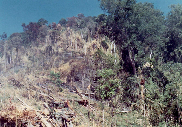 January, 1969
Evidence of blown trees to clear the area for the firebase.
