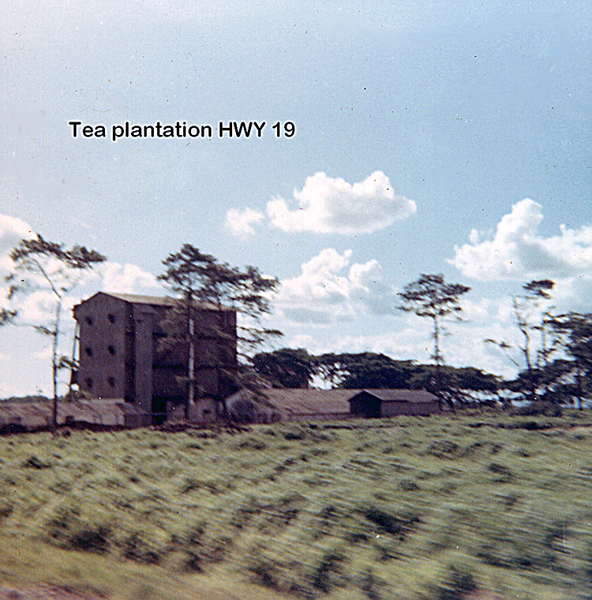 Tea, anyone?
A tea plantation along Hwy 19.
