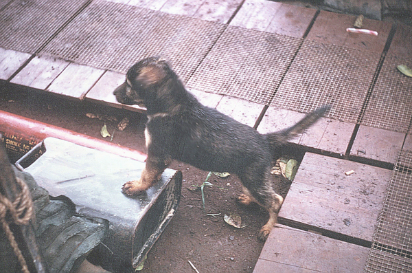 Young pup at LZ Oasis
He adopted us; we didn't adopt him.  Cute little fella stands on a 5-gal water can that providing water for drinking, shaving, etc.

LZ Oasis, 1968
