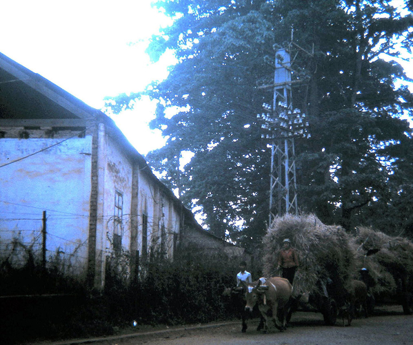 Pleiku series
Heading to town on his ox-drawn cart.  Pleiku was still very primitive in the 60s.
