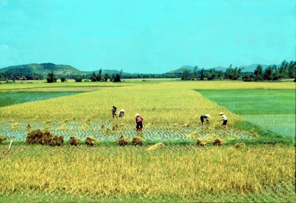 Rice growing
Rice farmers at work in the paddies.  No time for war here.
