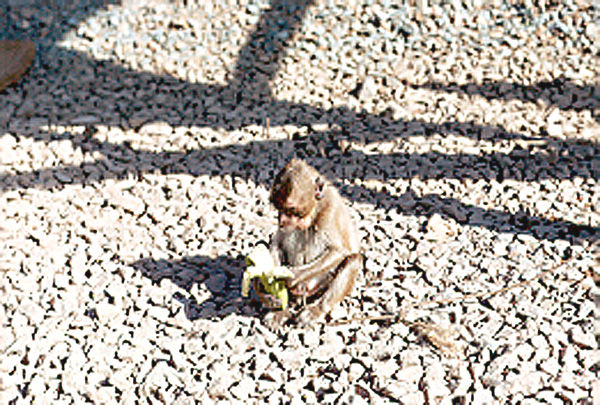 My true friend
Just to the left of the green awning In-Process center was this little Capuchin monkey enjoying his banana on the same rock-covered ground.  He was the first and best friend I made at Camp Alpha.   The folks there were pretty hostile to the incoming troops.
