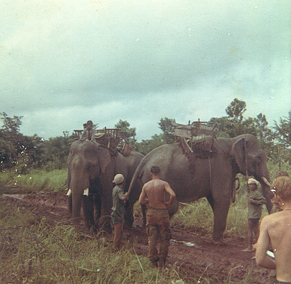 Whole different culture
Among the sights and sounds in Vietnam, working elephants rates up there with the cultural differences.   Some report that the NVA and the Cong used them to transport weapons and supplies.   A four-legged deuce-and-a-half. 
