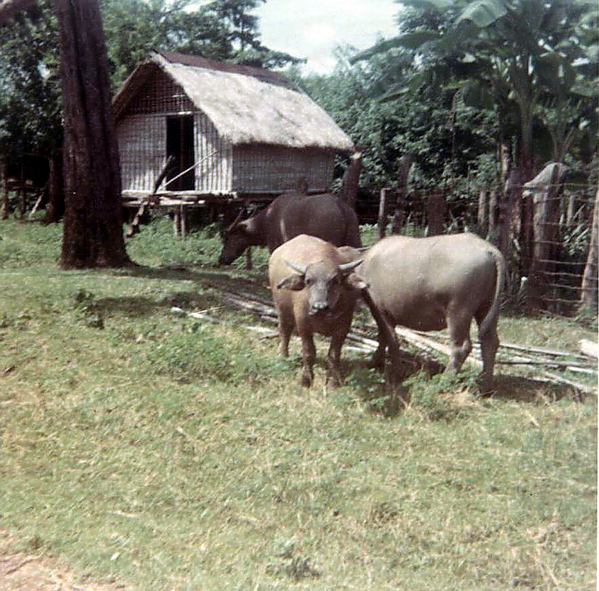 Water Buffalo
Prevalent throughout Vietnam; domesticated for farming use, but still had that "mean look" about them.
